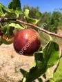 Shanxi Li hünnap aşı kalemi