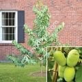 Shenandoah pawpaw aşı kalemi