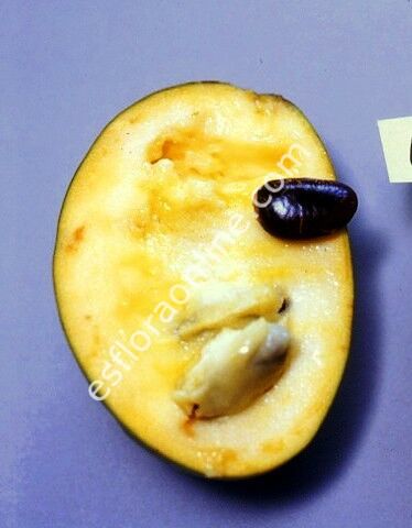 Shenandoah pawpaw aşı kalemi