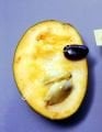 Shenandoah pawpaw aşı kalemi
