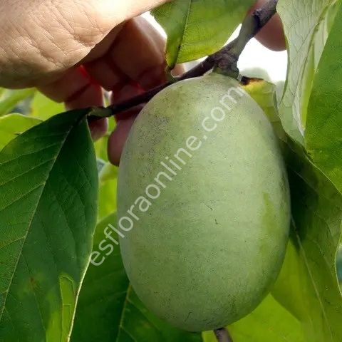 Susquehanna pawpaw fidanı - Asimina triloba Susquehanna