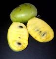 Susquehanna pawpaw fidanı - Asimina triloba Susquehanna