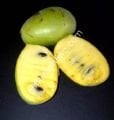 Susquehanna pawpaw aşı kalemi