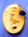 Susquehanna pawpaw aşı kalemi