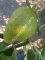 Rubino fig cutting / incir çeliği