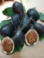 Violetta Gigante incir çeliği