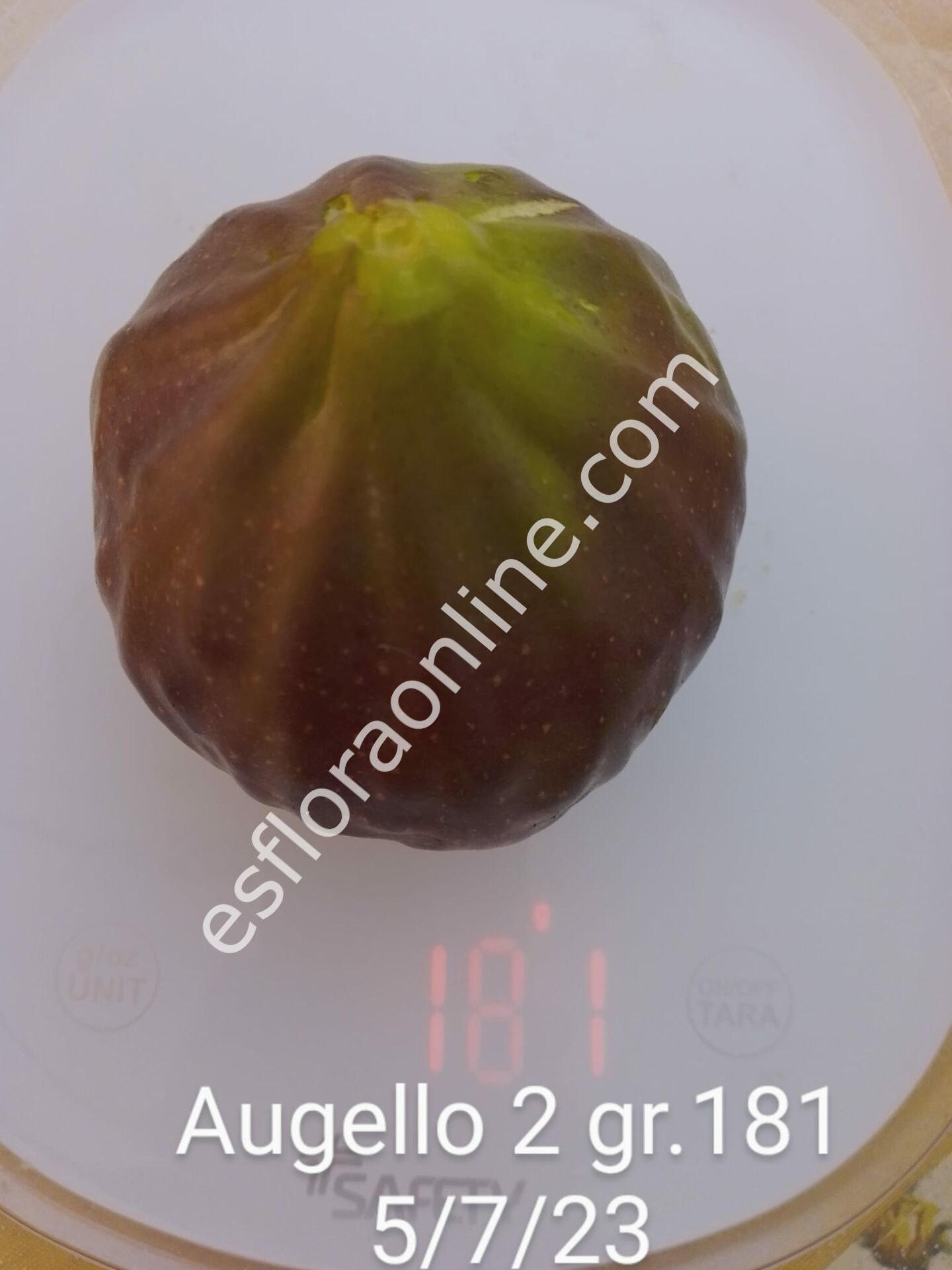 Augello 2 incir çeliği