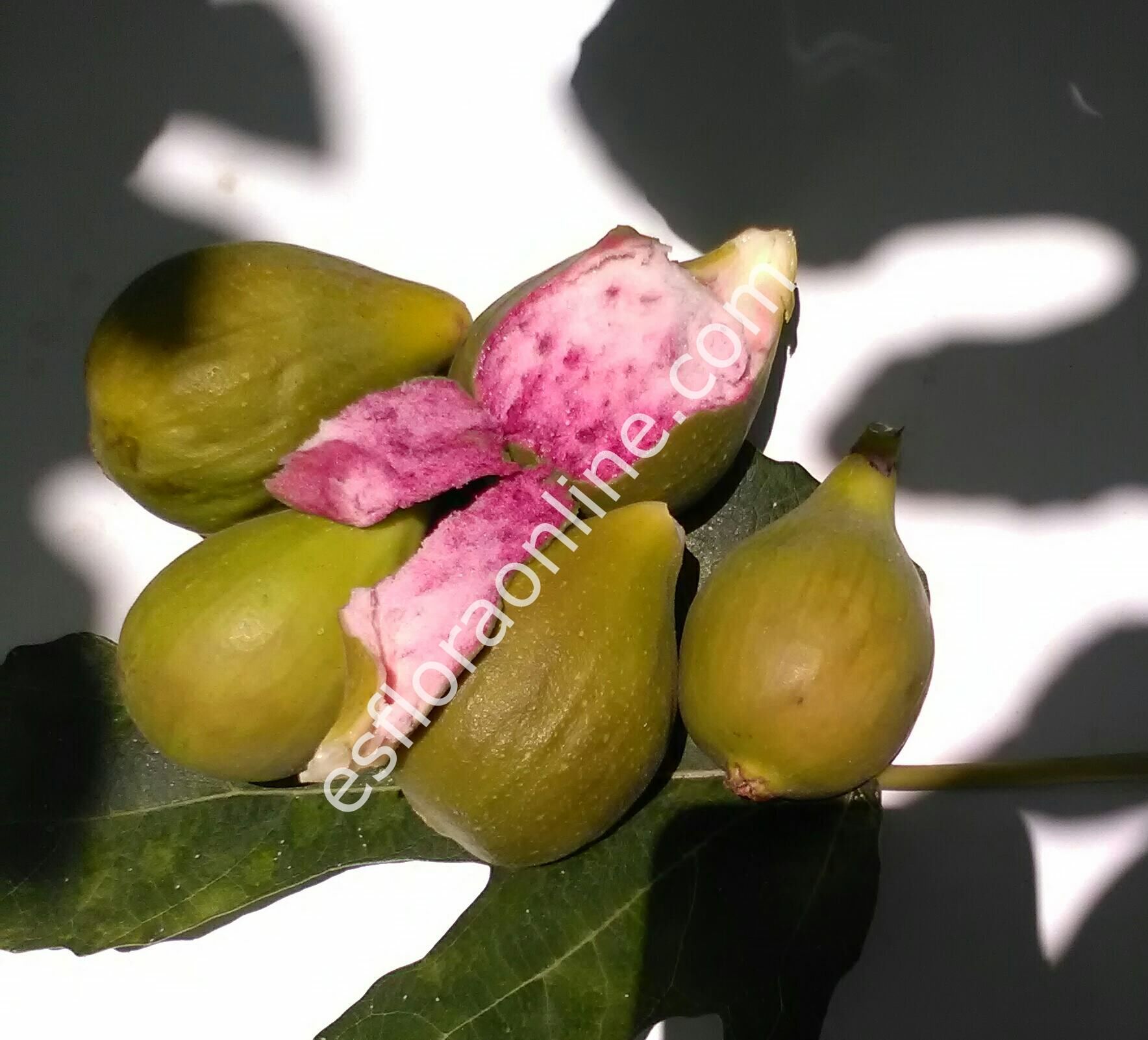 Nina 2 incir çeliği