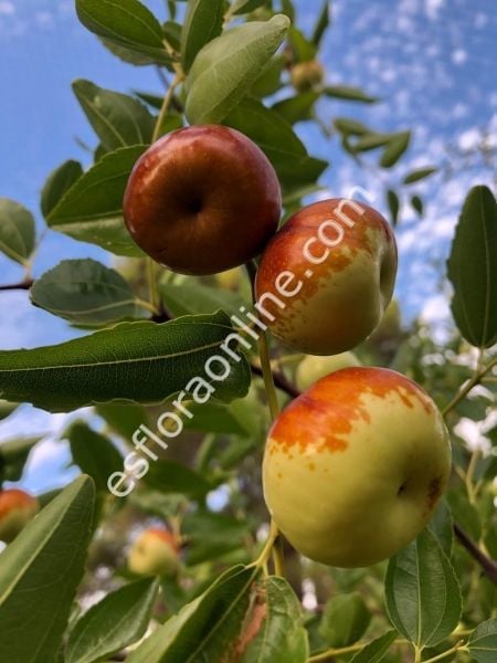 Chico hünnap fidanı