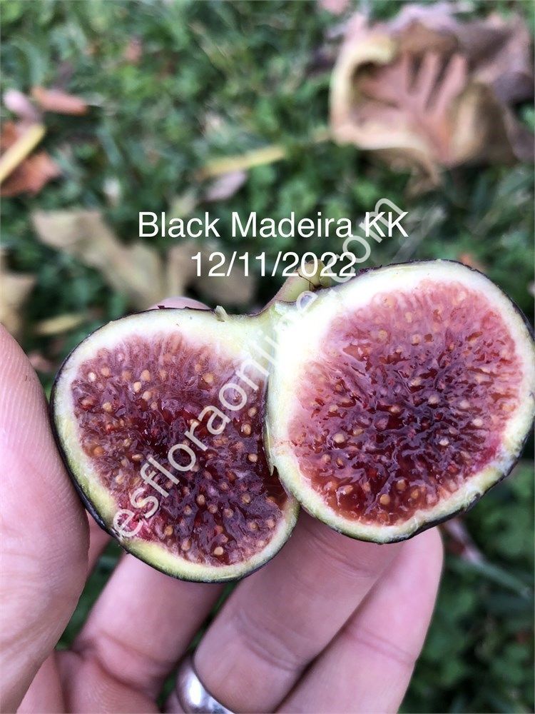 Black Madeira KK incir fidanı - Ficus carica Black Madeira KK