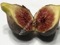 Black Madeira KK incir fidanı - Ficus carica Black Madeira KK