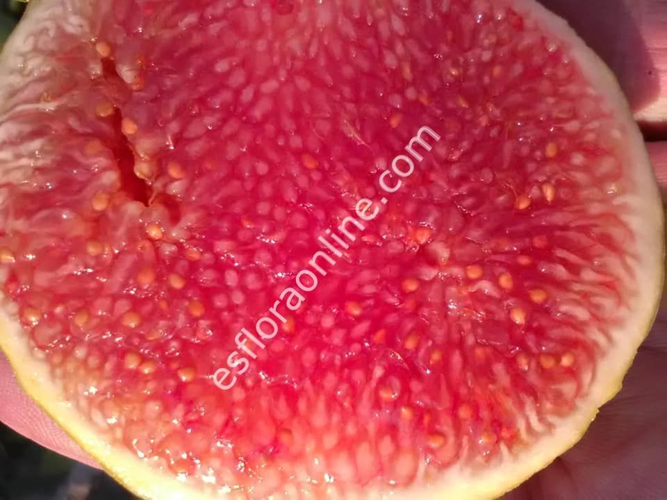 Gentile Piatto Giallo incir fidanı - Ficus carica Gentile Piatto Giallo