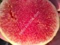 Gentile Piatto Giallo incir fidanı - Ficus carica Gentile Piatto Giallo