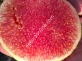 Gentile Piatto Giallo incir fidanı - Ficus carica Gentile Piatto Giallo