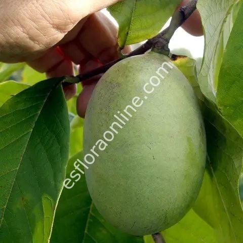 Susquehanna pawpaw fidanı - Asimina triloba Susquehanna