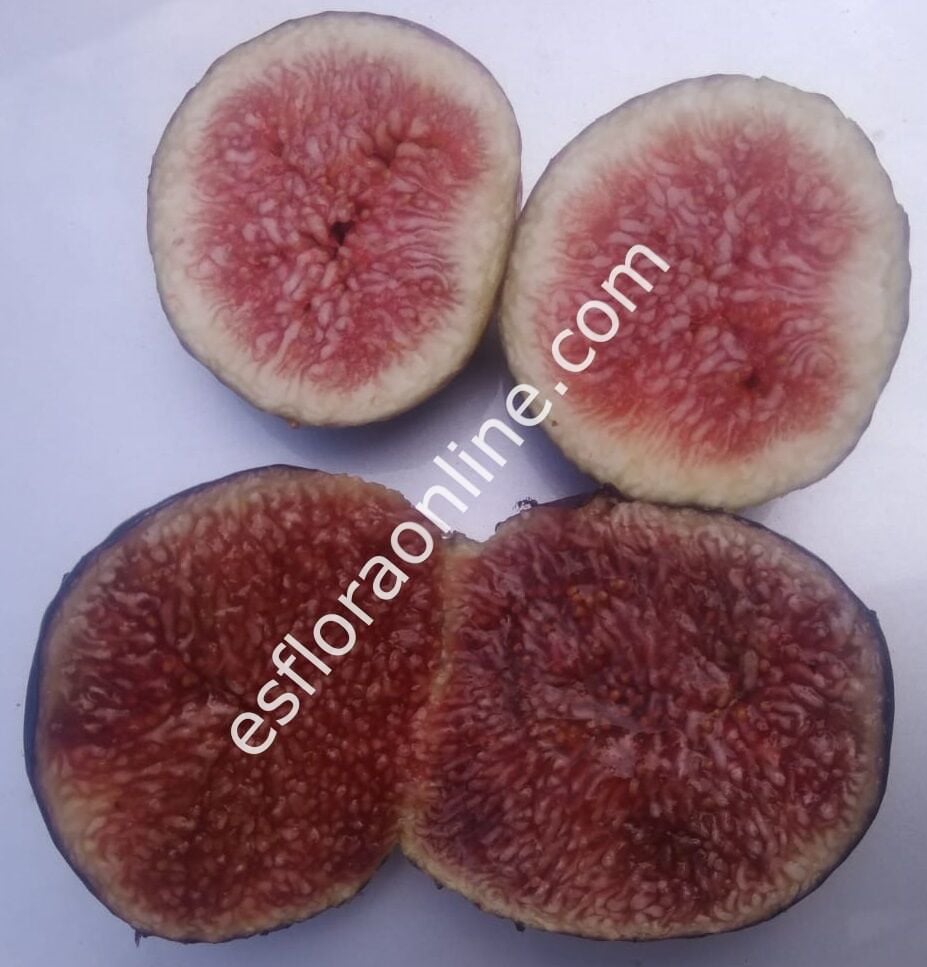 TR7NR incir çeliği