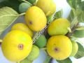 Gentile Piatto Giallo incir çeliği