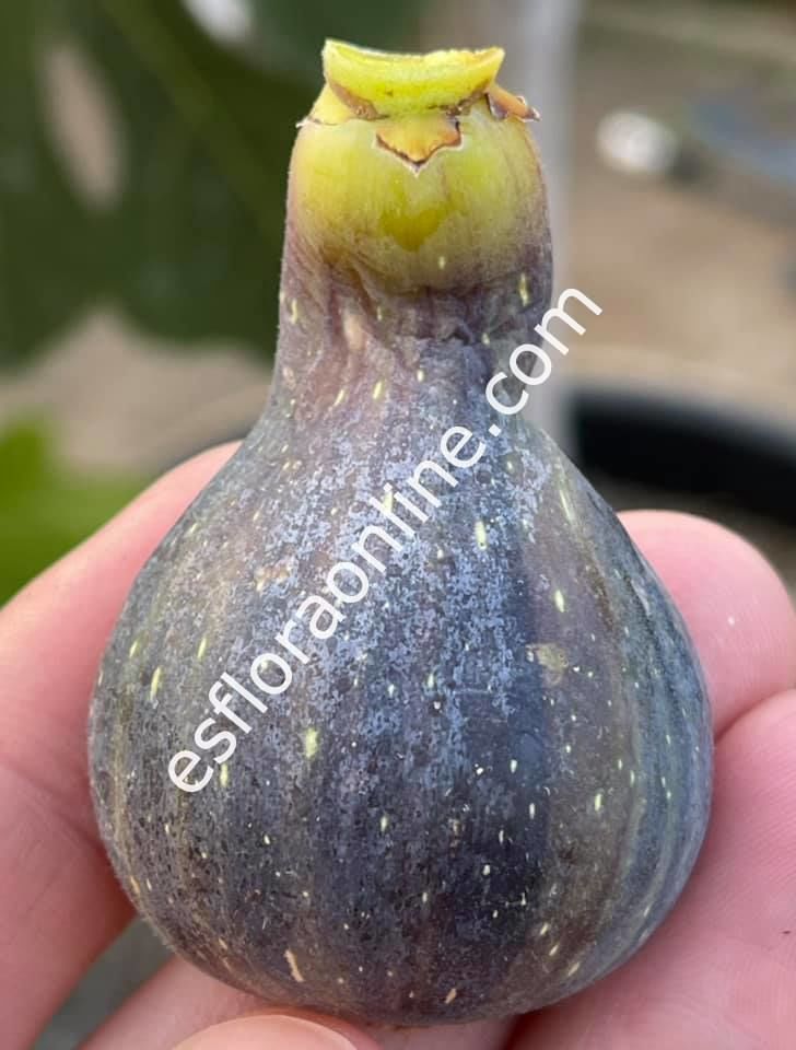 Col de Dame Mutante incir çeliği