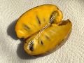 Potomac pawpaw aşı kalemi