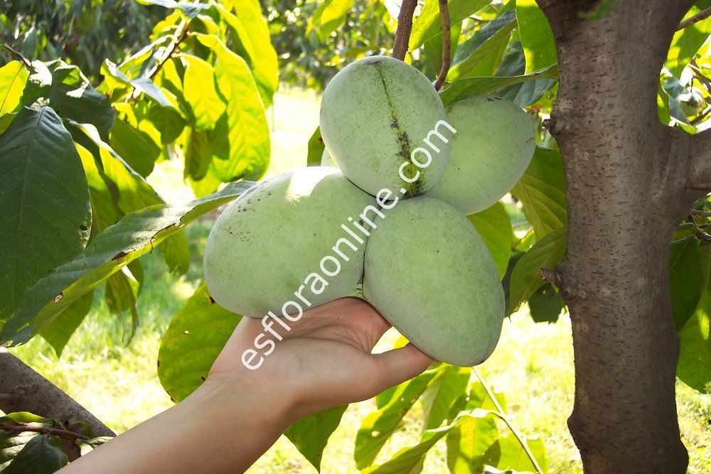 Potomac pawpaw aşı kalemi