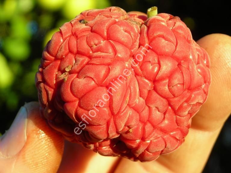 Cudrania tricuspidata Norris - Che aşı kalemi