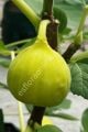 Italian Honey