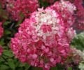 Hydrangea paniculata  'Diamant Rouge'®