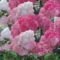 Pembe beyaz soğuğa dayanıklı ortanca - Hydrangea paniculata Vanille Fraise