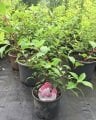Pembe beyaz soğuğa dayanıklı ortanca - Hydrangea paniculata Vanille Fraise