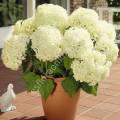 Hydrangea arborescens Annabelle - Soğuğa dayanıklı beyaz ortanca