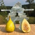 LSU Champagne incir fidanı - Ficus carica LSU Champagne