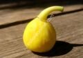 Meddin Lemon incir fidanı