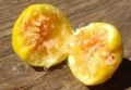 Meddin Lemon incir fidanı