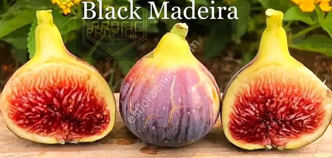 Black Madeira KK fig cutting
