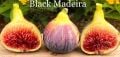 Black Madeira KK fig cutting