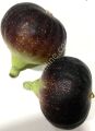 Black Madeira KK fig cutting