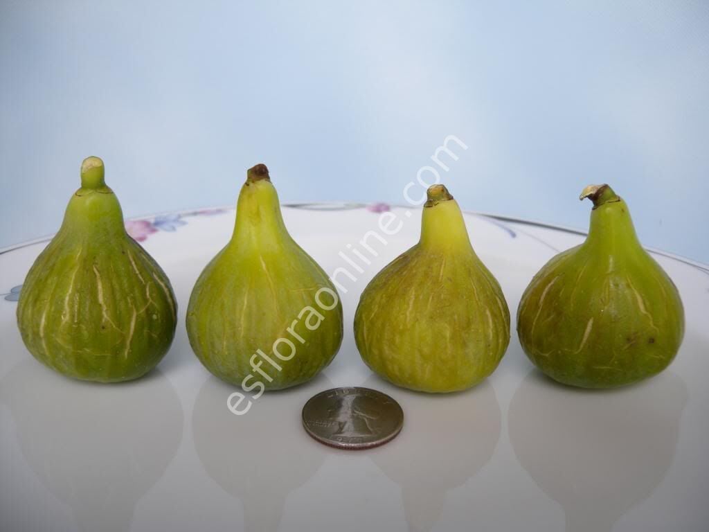 White Madeira #1 fig cutting