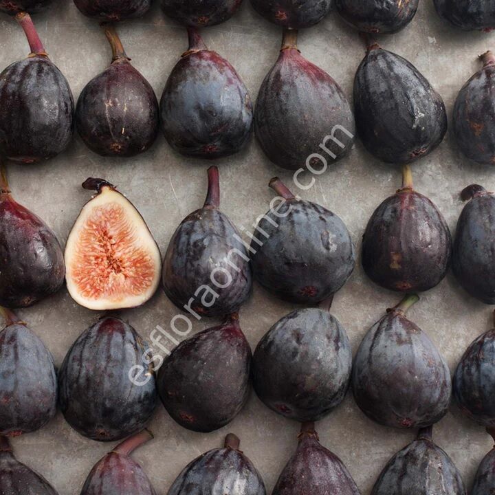 Black Mission fig cutting / incir çeliği