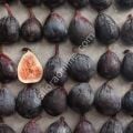 Black Mission fig cutting / incir çeliği