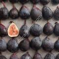 Black Mission fig cutting / incir çeliği