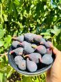 Black Mission fig cutting / incir çeliği