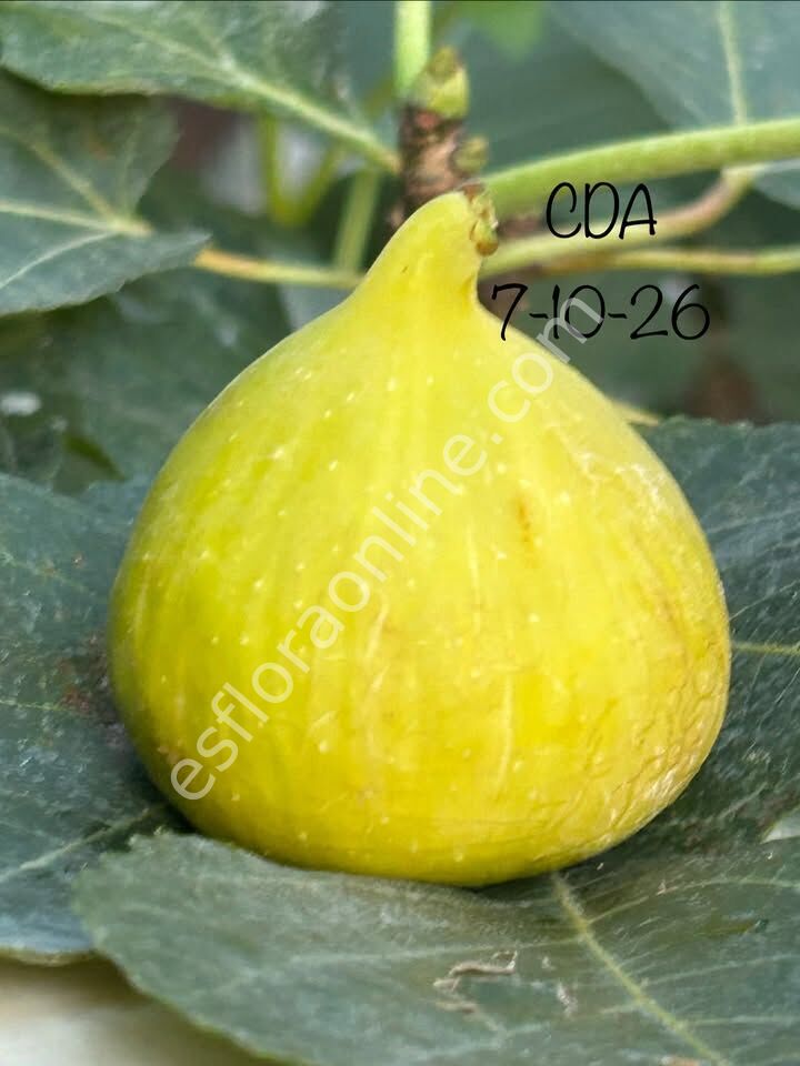 Constantine de Algerie (CdA) fig cutting / incir çeliği
