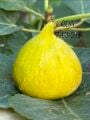 Constantine de Algerie (CdA) fig cutting / incir çeliği