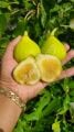 Constantine de Algerie (CdA) fig cutting / incir çeliği