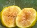 Constantine de Algerie (CdA) fig cutting / incir çeliği