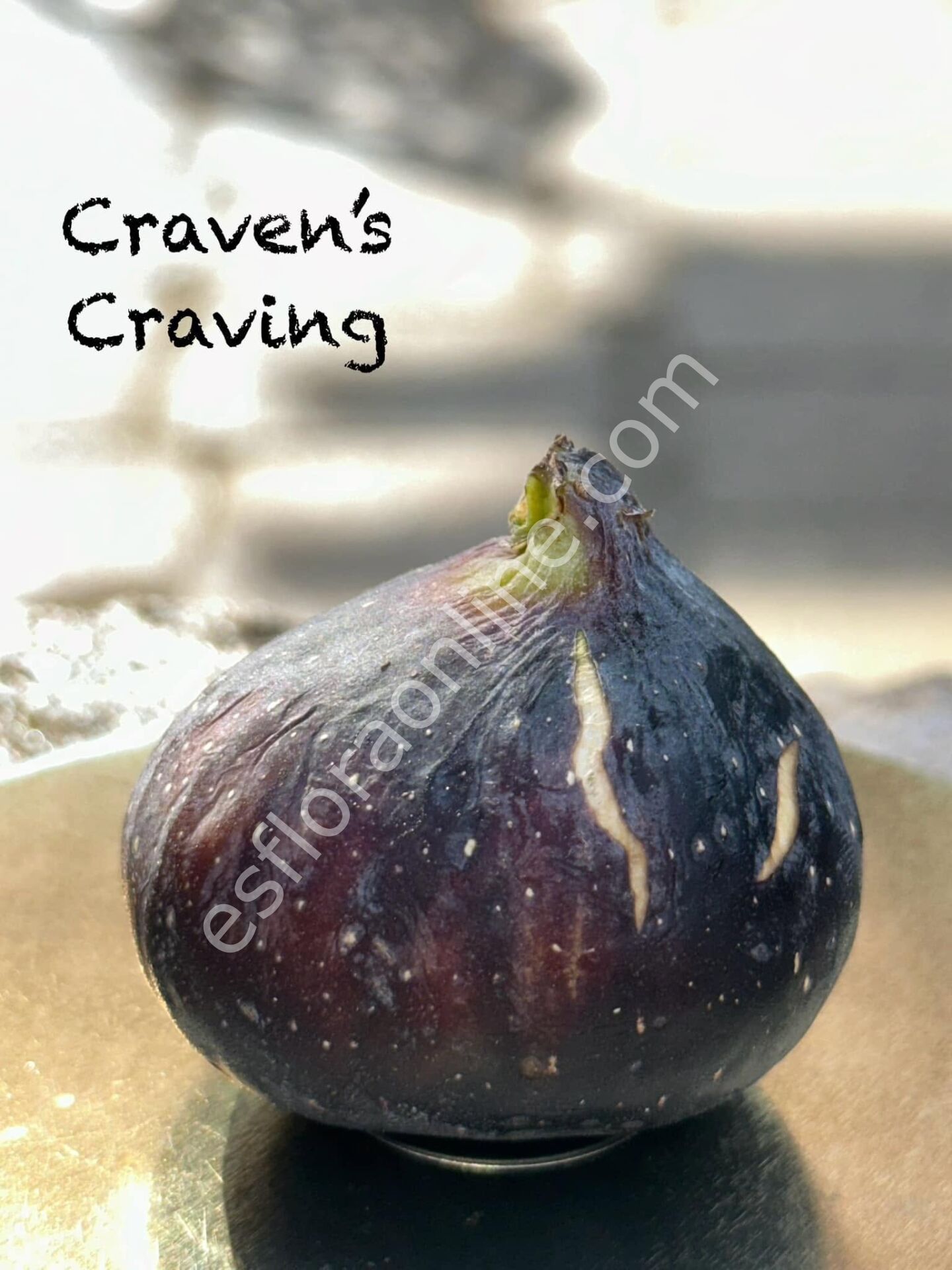 Craven's Craving fig cutting / incir çeliği