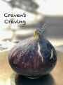 Craven's Craving fig cutting / incir çeliği