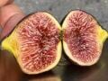 Craven's Craving fig cutting / incir çeliği