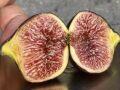 Craven's Craving fig cutting / incir çeliği