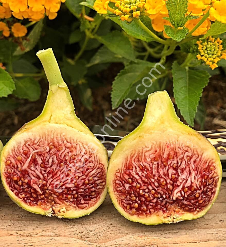 Del Sen Jaume Gran (DSJG) fig cutting / incir çeliği